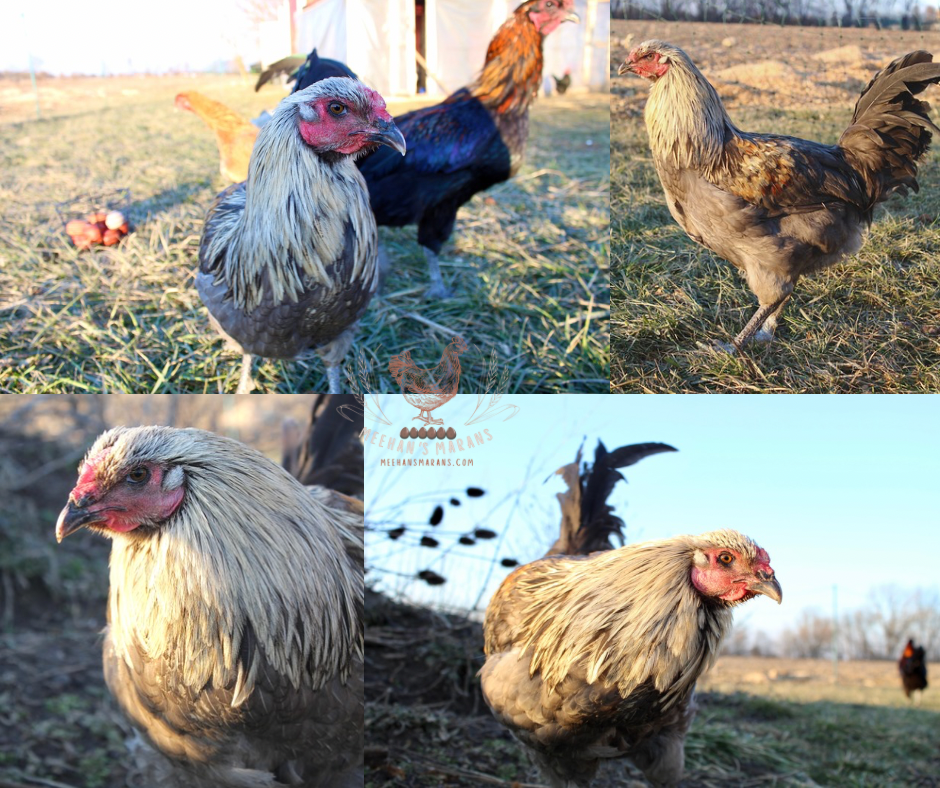 6 Bruges Fighter Hatching Eggs