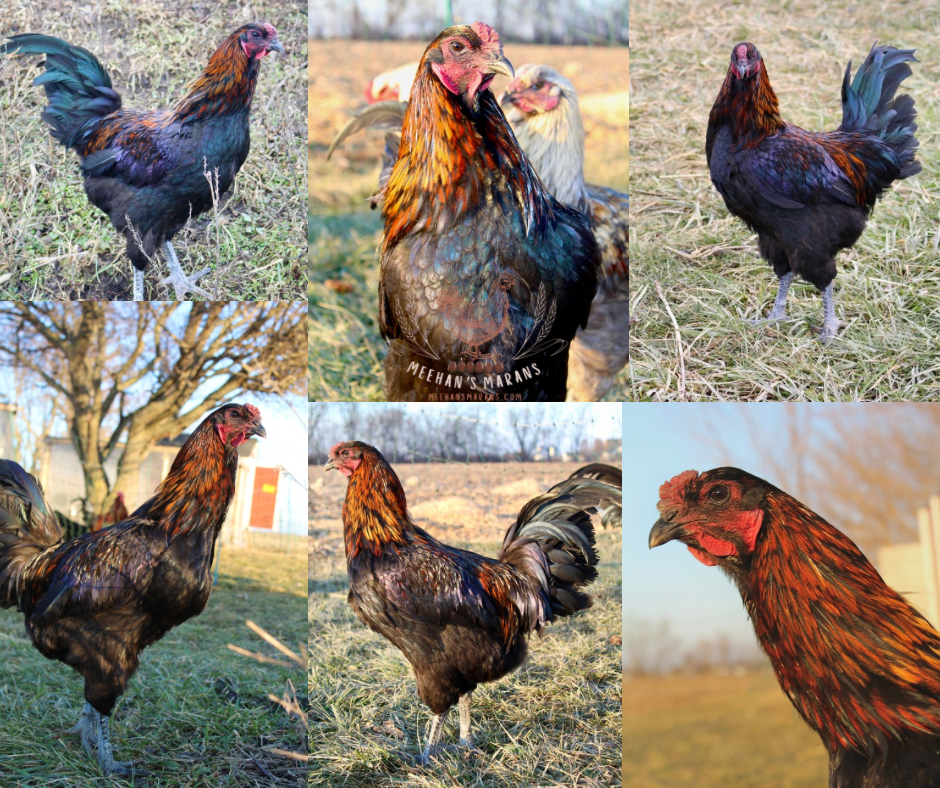6 Bruges Fighter Hatching Eggs