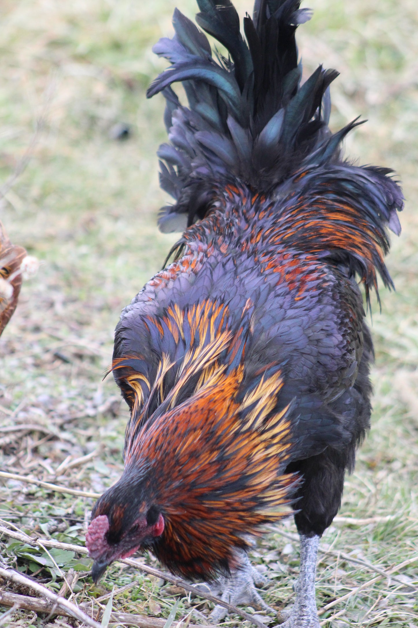 6 Bruges Fighter Hatching Eggs