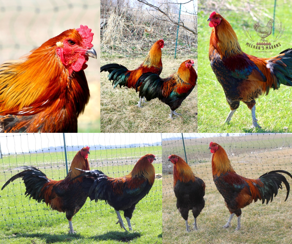 6 Bruges Fighter Hatching Eggs