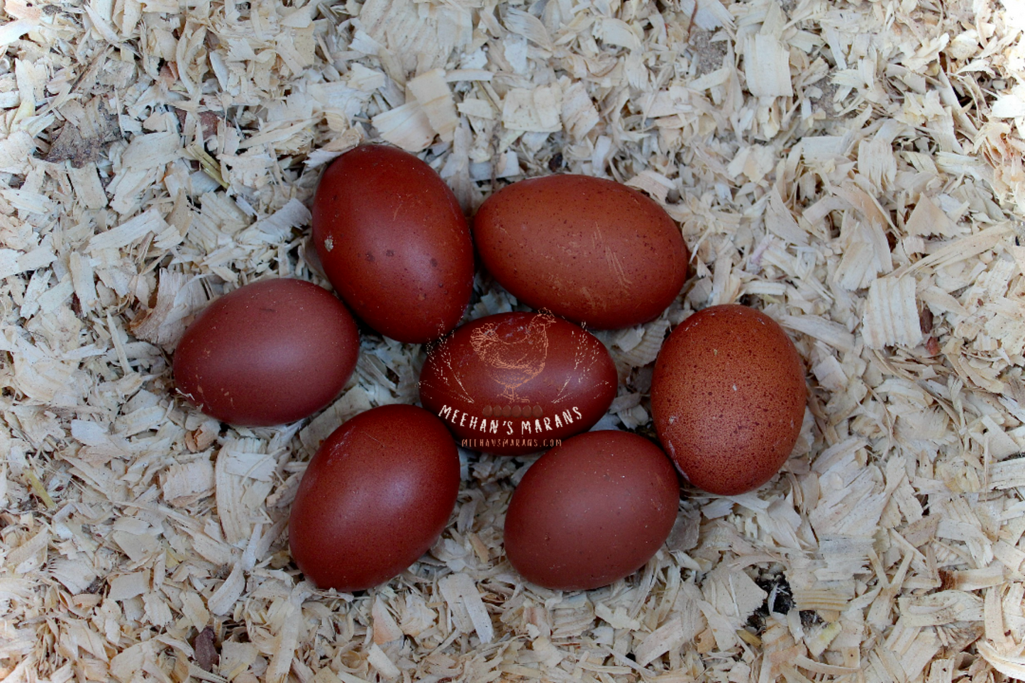 Black Copper Maran Chicks
