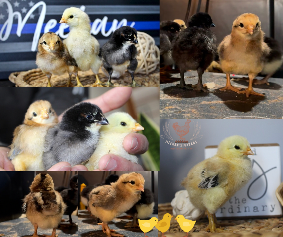 6 Bruges Fighter Hatching Eggs