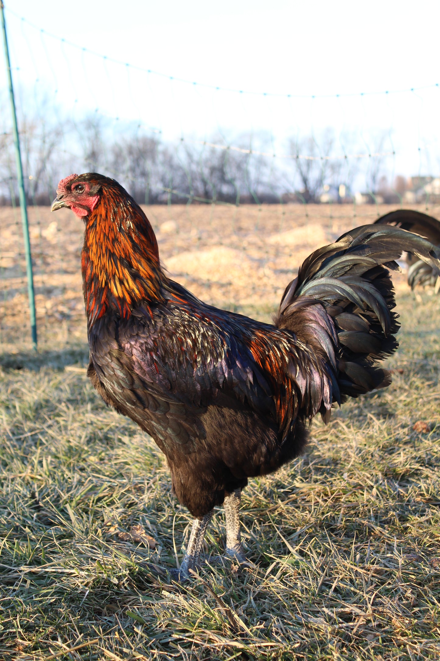 6 Bruges Fighter Hatching Eggs
