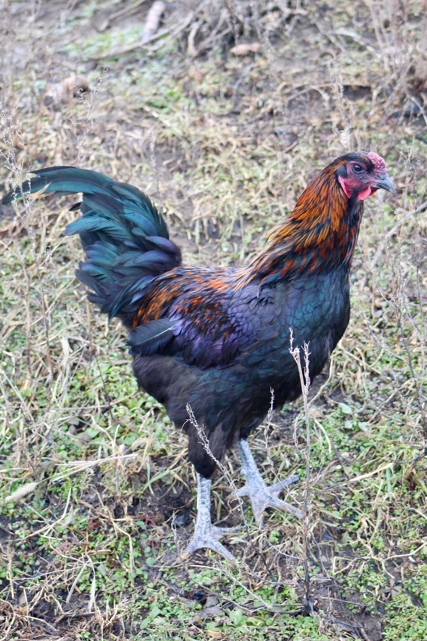 6 Bruges Fighter Hatching Eggs