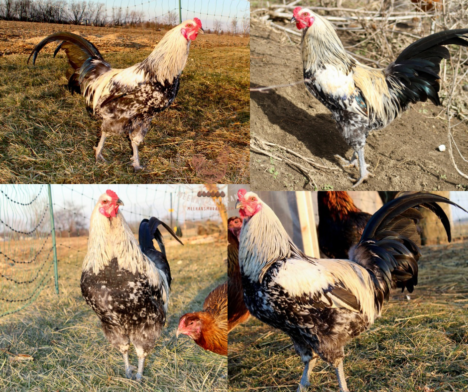 6 Bruges Fighter Hatching Eggs
