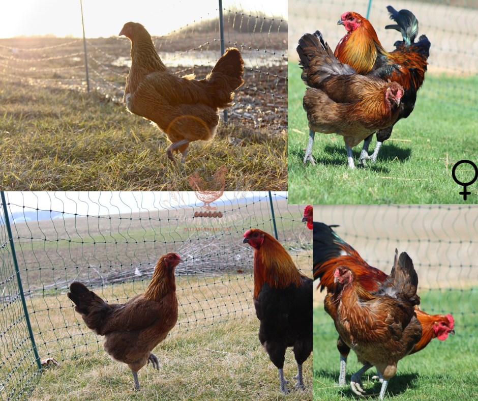6 Bruges Fighter Hatching Eggs