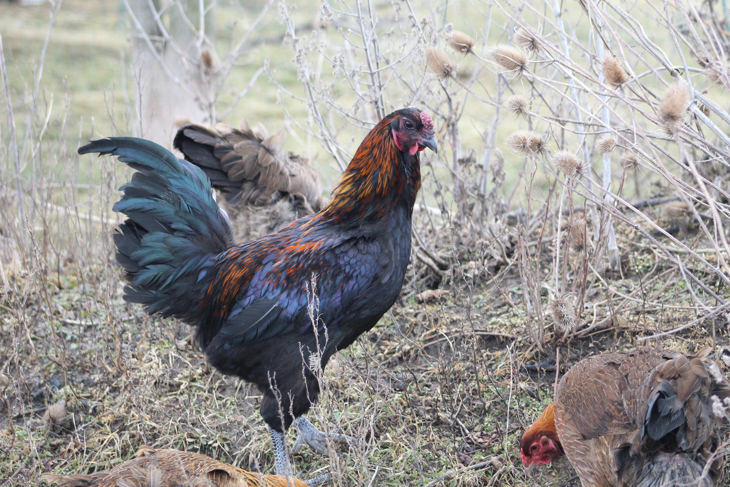 6 Bruges Fighter Hatching Eggs