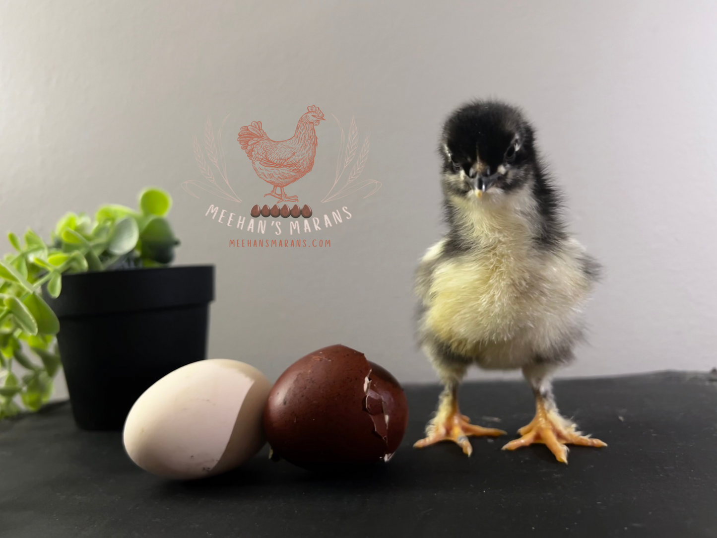 Black Copper Maran Chicks
